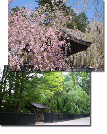角館・武家屋敷の桜と新緑
